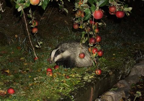 Eurasian Badger: Species on World Land Trust reserves