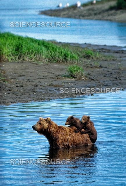 Photograph | Grizzly Bear with cubs | Science Source Images