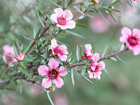 Marula Flower Stock Photos, Pictures & Royalty-Free Images - iStock