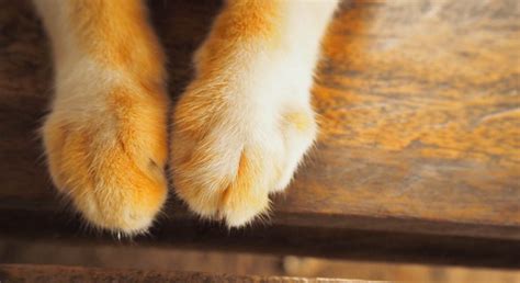 Swollen Paw in Cats - Cat-World