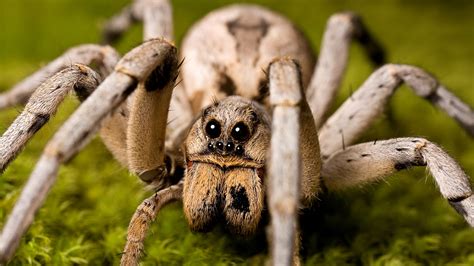 Wolf spiders: Behavior, bites and other facts | Live Science