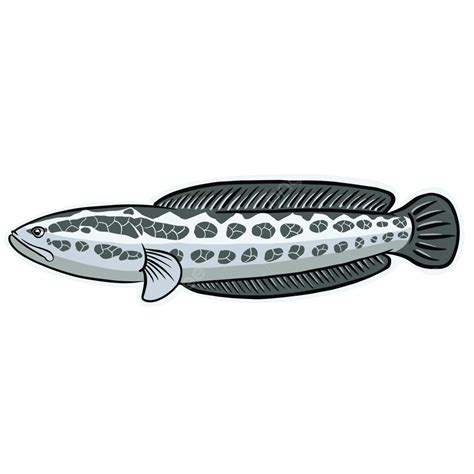 Channa Argus, Cork Channa, Pescado, Snakehead Fish PNG and Vector with ...