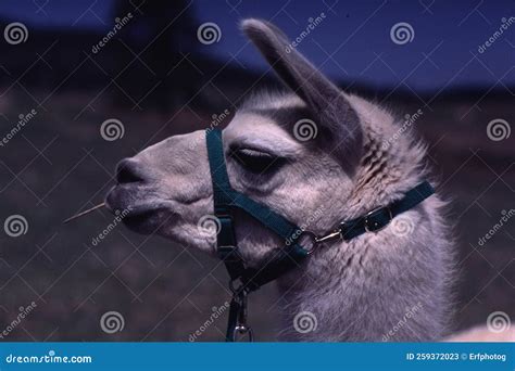 Llama on the ranch stock image. Image of erfurth, south - 259372023