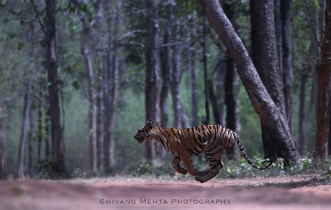 10 Best Wildlife Photographers in India to Inspire From - TravelDGlobe