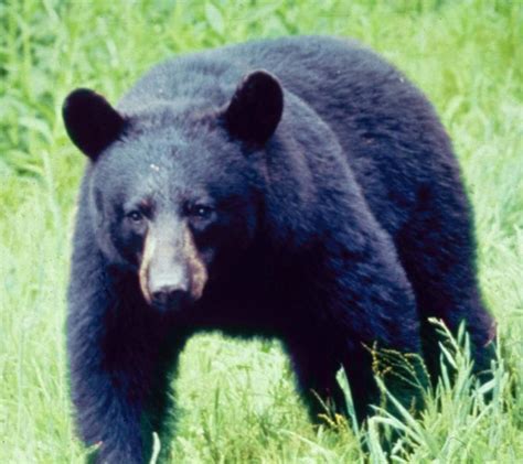 Black Bears in Smoky Mountains National Park