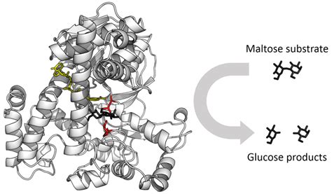 Enzyme | Enzyme kinetics, Enzymes, Biochemistry