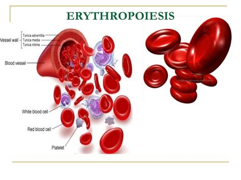 Stages Of Erythropoiesis Flowchart - Chart Examples