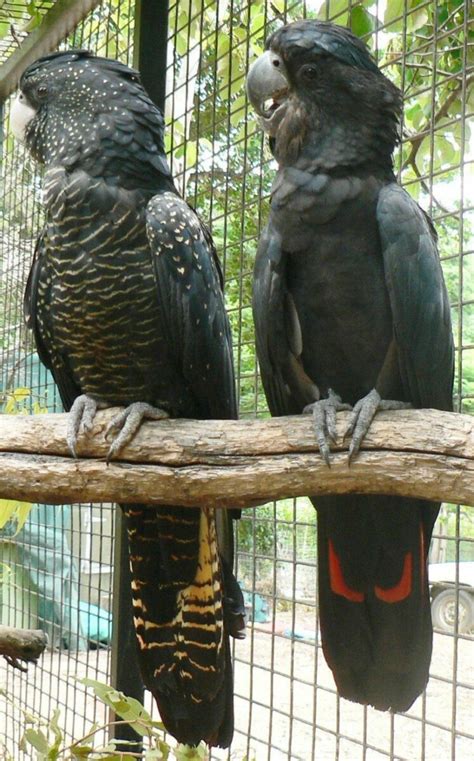 Discover the Enigmatic Red-Tailed Black Cockatoo at Billabong Sanctuary