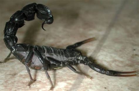 Androctonus bicolor - Black fattailed scorpion