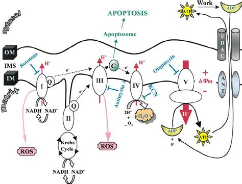 Electron transport chain, ATP generation, and ROS production. Different... | Download Scientific ...