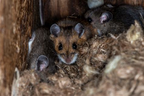 What Does Mouse Poop Look Like: Identification Tips from Pest Control Experts - Precise Termite ...