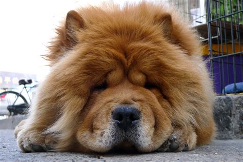 Chow Chow Dog Breed Information - All About Dogs