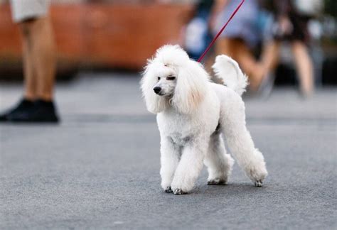 Poodle Names: 100+ Perfect, Popular and Pretty Names for Poodles ...