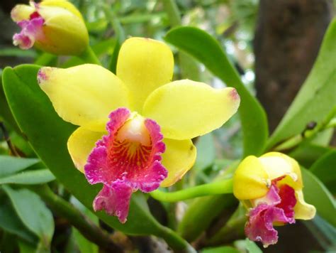 Between You and Me.....: Orchids, A Perennial Herb