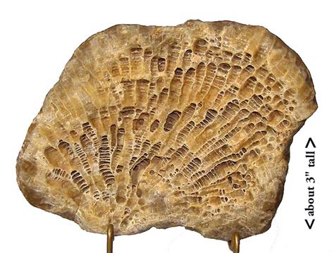 How To Describe This Coral - Fossil ID - The Fossil Forum