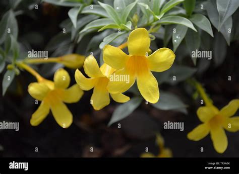 Allamanda flower hi-res stock photography and images - Alamy