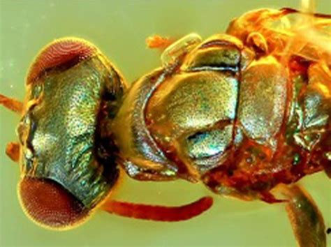 'Extraordinary' amber fossils reveal how ancient insects used colour for camouflage | The ...