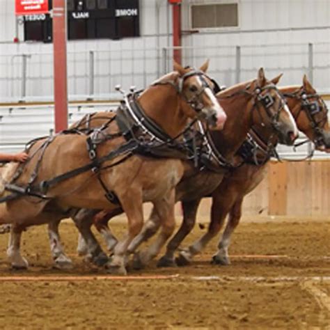 What Is A Draught Horse: Understanding These Powerful Workhorses