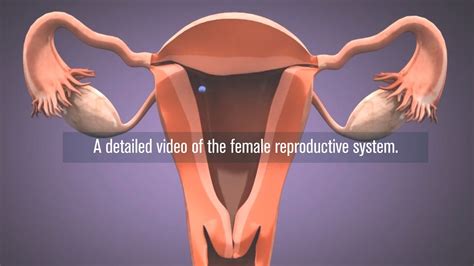Female Reproductive System 3d - splashstory