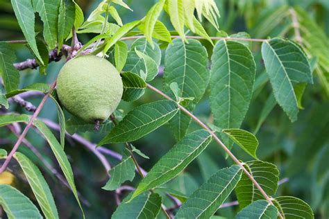 Black Walnut Tree Poisoning in Horses - Symptoms, Causes, Diagnosis, Treatment, Recovery ...