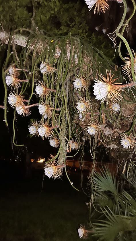 orchids | night blooming cereus and orchids | Nicolas Alibasic | Flickr