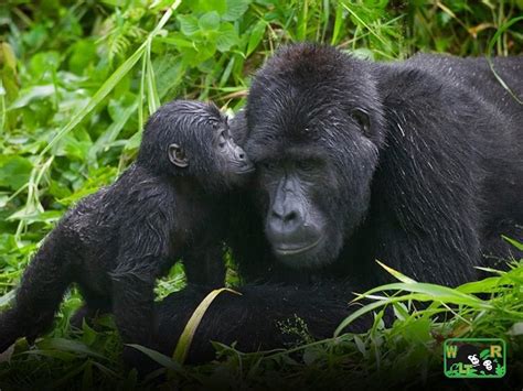 Wildlife Tours Rwanda - Birding by Locals