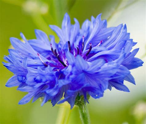 Cornflower Blue Dwarf Centaurea Cyanus Seeds