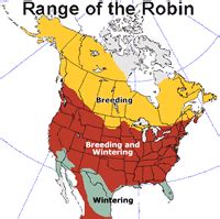 American Robin Migration Update | Journey North News