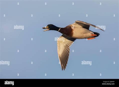 Mallard drake flying Stock Photo - Alamy