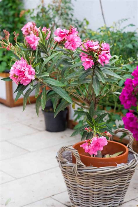 How to Overwinter Oleander Shrubs | Gardener’s Path