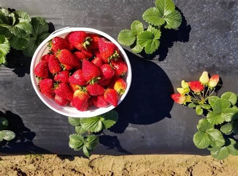 Pick Your Own Strawberries And Sunflowers At Froberg's Farm In Texas