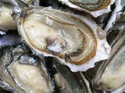 Arcachon Bay oysters - Gastronomy & Holidays guide