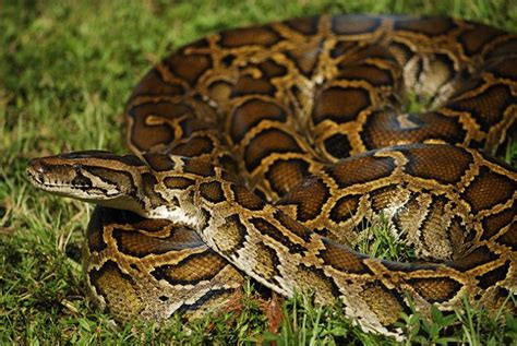 What Do Burmese Pythons Look Like? - ReptileStartUp.com