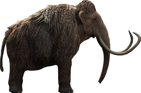 Size comparison: woolly mammoth vs human