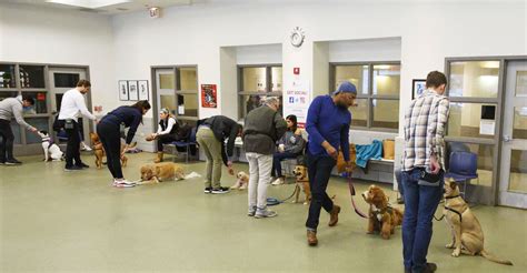 Advanced Obedience Training Classes in Chicago