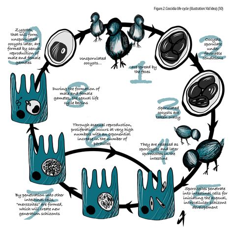 Coccidiosis Life Cycle