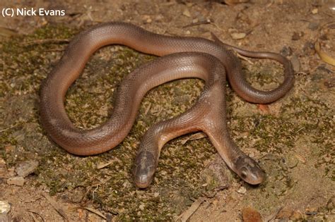 30cm long and rare two-headed snake rescued in Ndwedwe, KZN