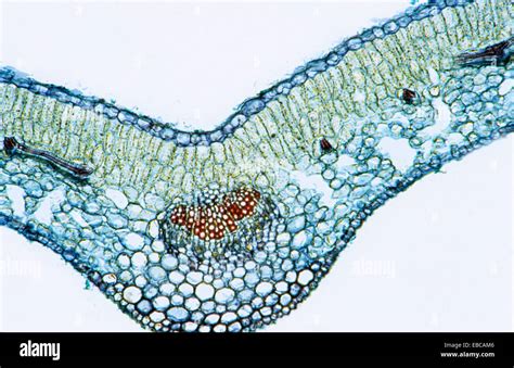 Dicotyledon leaf cross-section, vascular bundle, vascular tissue Stock ...