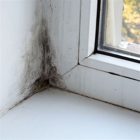 What's That Smell? How to Tell If You Have Mold - RestoPros