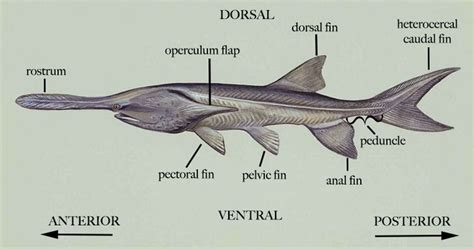 American paddlefish - Alchetron, The Free Social Encyclopedia