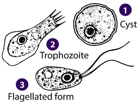 Naegleria - Wikiwand