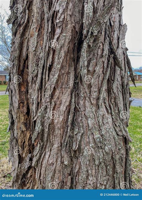 Tree Identification: Silver Maple. Acer Saccharinum Stock Photo - Image ...