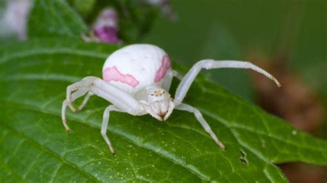 Crab Spider | Bites and Treatment - peSTopped