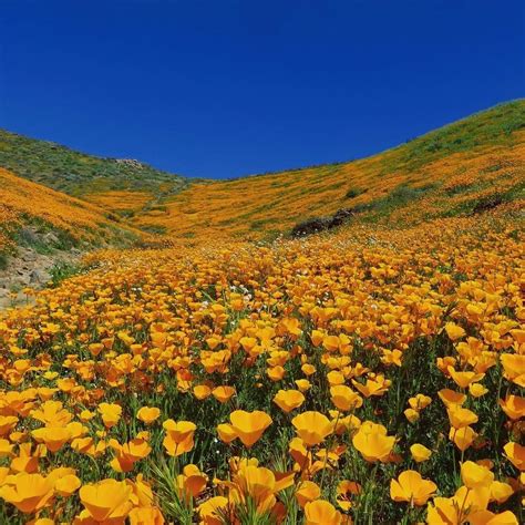 California’s Wildflower Super Bloom in 9 Magical Photos | WIRED