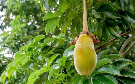 7 Facts About Baobab Fruit You Never Heard of Before