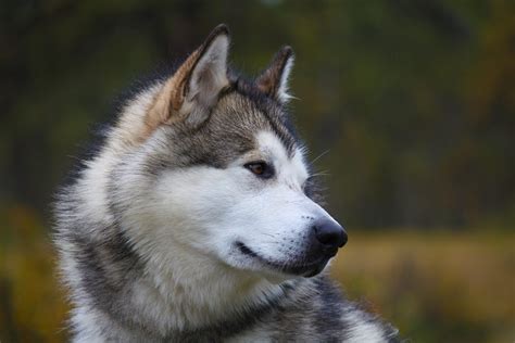 7 Things You Must Know About Alaskan Malamute