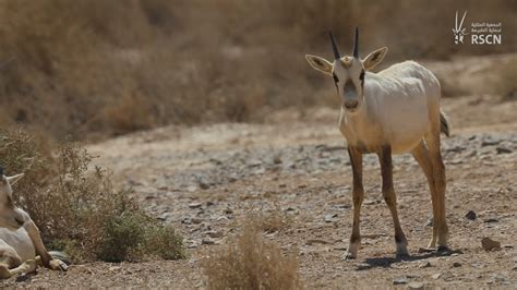 Arabian Oryx (Al Maha) at Shaumari Wildlife Reserve - YouTube