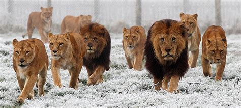 AFRICAN LIONS