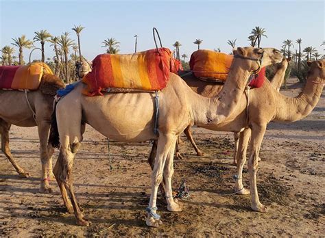 Sunset Camel Ride Tour in Marrakech Palm Grove - 2024 | HAPPYtoVISIT.com