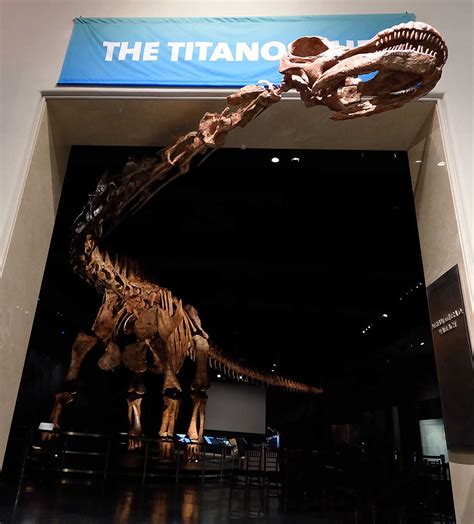 This Could Be The Biggest Dinosaur Ever Found — And It's Finally Got A ...